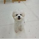 강아지집 | [공지] 강아지 입양 후기,우리 집 첫 반려견 두부 소개합니다