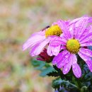 엘리제를 위하여 이미지