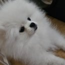 도도하개 이미지