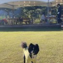 딩가댕가 이미지