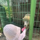 지경자동차정비 | [아이랑 가평여행] 6세, 4세 자매와 가평 1박2일, 4인가족 추천 키즈펜션 | 아침고요동물원, 피터팬...
