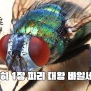 왕하 1장 파리대왕 바알세붑 이미지