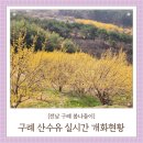 못안1길7 건너 | 전라도 여행 구례 산수유마을 실시간 개화현황(26.03.27) 상위마을 산수유사랑공원