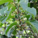 덩쿨농장 이미지