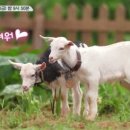 강림목장 이미지