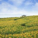 백일홍상사 이미지