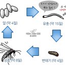파리 이미지