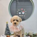 섬댕 강아지 미용실 이미지