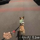 못된강아지 | 강아지 실내 마킹 교육은 반려견 행동 교육에서 가장 고난이도의 교육입니다.