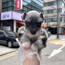 부산 | 부산강아지분양 후기 – 리뷰가 말해주는 곳
