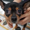 해운대플러스동물병원 이미지