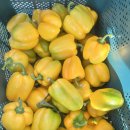 일중농장 이미지