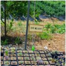 신세대다육