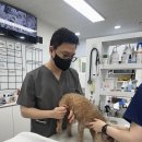 효천동물병원 이미지