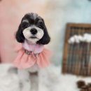 복이네 애견 미용 이미지