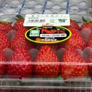 아쿠아PC방 | 홍천 소노벨 비발디파크 B동 숙박 후기 오션월드 입장 후 리조트 체크인 지하 1층 마트 고기 구워주는...