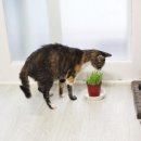 고양이 놀이터 이미지