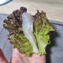 항동회수산