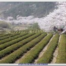 [폭파합니다]3/24(토) 지리산 정령치,성삼재라이딩 및 화개벗꽃 십리길,광양 매화축제 이미지