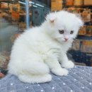 쓰담쓰담 이미지