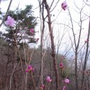 진달래 핀 풍경 이미지