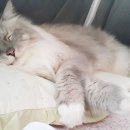 숑숑 그루밍 이미지