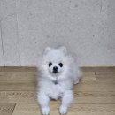 쁘띠애견미용실 이미지