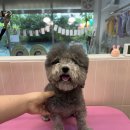 허그퍼피 이미지