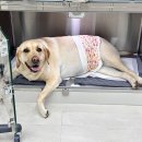 덕소동물병원 이미지