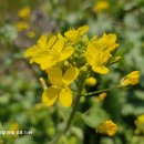 횡간도2 이미지