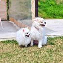 멍뛰멍 | 파주애견운동장 애견카페 뛰뛰멍 내돈내산 평일 방문 후기