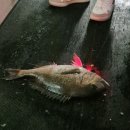 용인실내바다낚시터 | [용인놀거리] 용인 실내바다 낚시터 !!- 용인 이색데이트로 추천