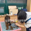 개인정애견샵 | 포항정애견미용학원, 반려견 미용 ‘진짜 실력’으로 배우고 싶은 사람들이 모이는 곳