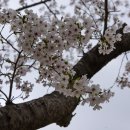 경주 보문호 벚꽃 이미지