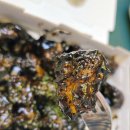 예스닭강정 (역곡점) | 속초 예스닭강정 주차 블랙닭강정 후기