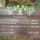 남한산성 행궁의 느티나무 이미지