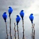 강아지 나라 이미지