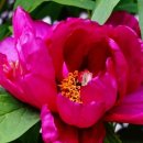 진달래유치원 이미지