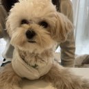 카페만남153 | 신대방역 브런치카페 미니멈올데이｜신림 애견동반 가능한 감성 브런치 내돈내산 후기