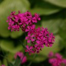 넝쿨장미집 이미지