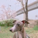 스타견 이미지