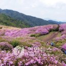 지리산 바래봉 철쭉 군락지(팔랑치 부근)는 다음주가 절정. 이미지