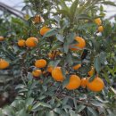 천리농장 이미지