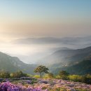 튤립공원 이미지