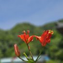 인제천리길 15구간 *추대 (갈터) 방동길* (26.07.07) 역방향 진행 이미지