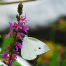 아침이슬 이미지