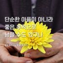 현진인력 | [현진시닝 장례후기] 단순한 아픔이 아니라 좋은 추억으로 남을 수도 있구나