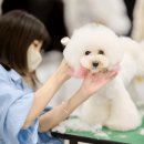 해피그루밍 이미지