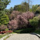 (주)기술과창조 | 용인 겹벚꽃 명소 은성사 개화 상태 주차 안내 포토존