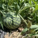 대지(大地)의 꿈 이미지